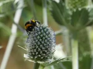 Frans 04 Kruisdistel